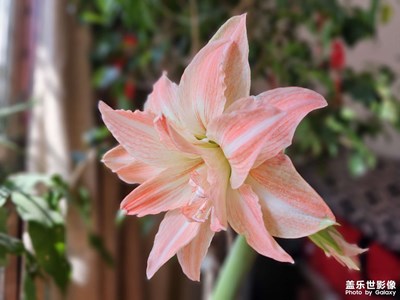 花兒