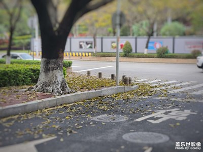 春天的一地落葉……