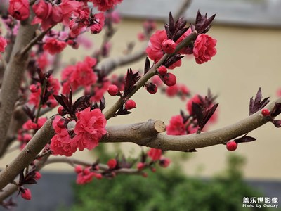 春花爛漫