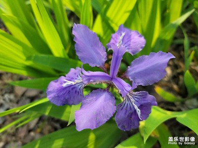 日常隨拍之（河岸花香）