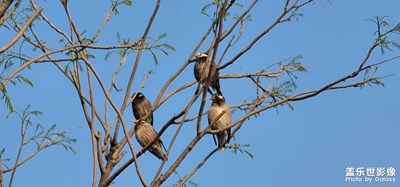 日常隨拍之（四大名捕）