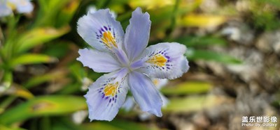 日常隨拍之（春美）