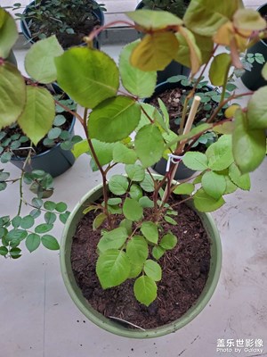 【拍有趣味】+隨手拍