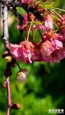 3倍焦距，未調(diào)色