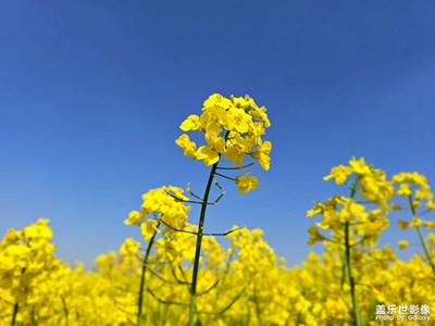 【四月物語(yǔ)】+油菜花