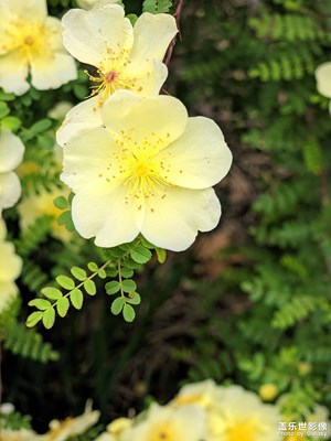 【四月物語】公園一角