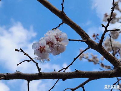 【四月物語】海棠路杏花