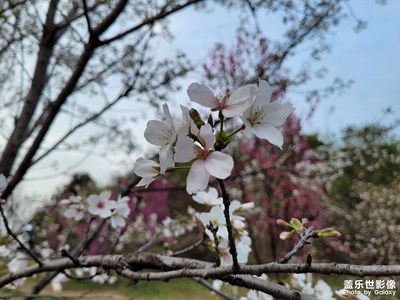 【四月物語(yǔ)】漫山花語(yǔ)
