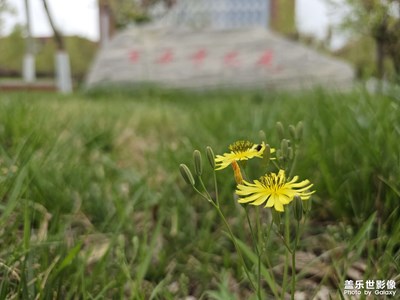 【四月物語】花之物語