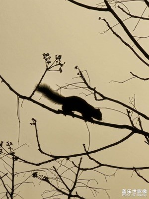 隨拍保俶塔小動物入鏡