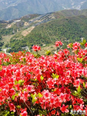 【四月物語(yǔ)】+杜鵑