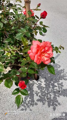 【四月物語】＋偶遇花草