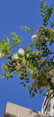 北方的槐花開(kāi)了