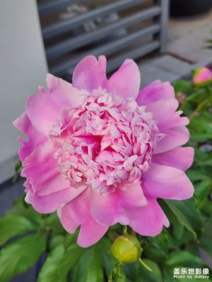 春天來了，花兒開了