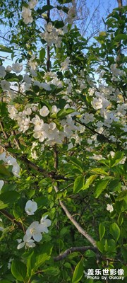 步行道邊的花樹