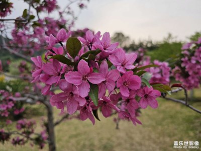 京城四月，鮮花盛開