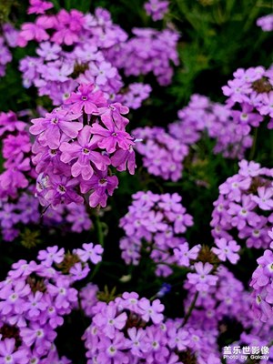 春的花