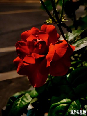 一朵月季花