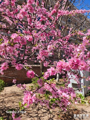 【相約春天】+春滿校園