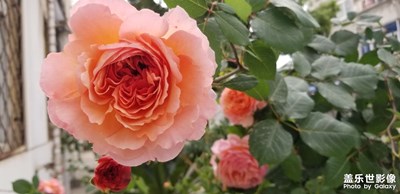 日常隨拍之（月季花開）