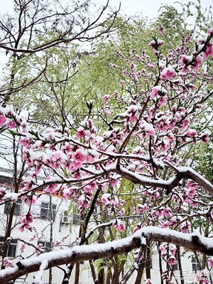 【相約春天】+塞北的雪