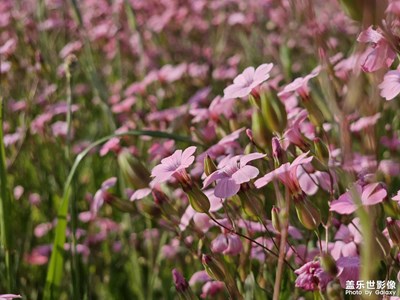 【相約春天】美麗花海