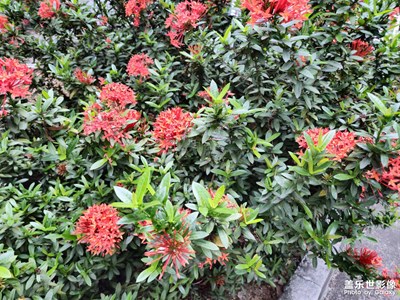 【相約春天】果樹盛開