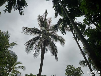 【相約春天】＋果樹盛開