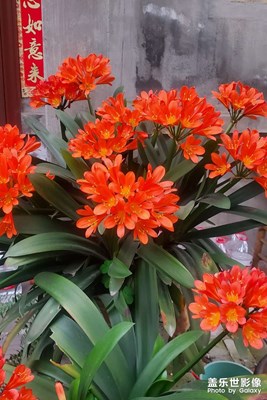 西瓜味的夏天，浪漫的讓人想沉睡一整個(gè)青春