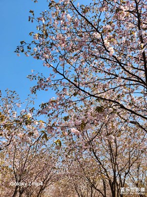 【至生活】+散步櫻島