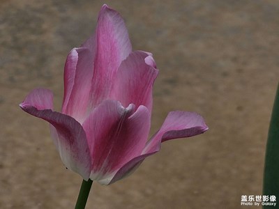 狂風暴雨前的花兒