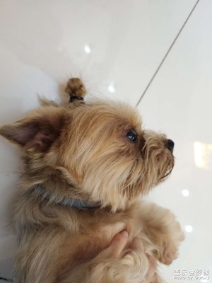 【我的五一】+擼狗