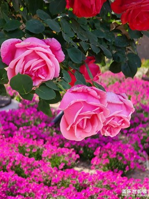 【至生活】+花語