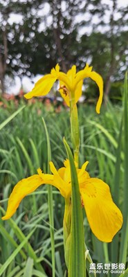 花和蜂的雙向奔赴，結(jié)出了蜜的甜