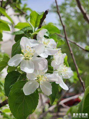 【我的五一】蘋果花盛開