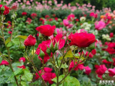 【五一隨拍】公園五月花