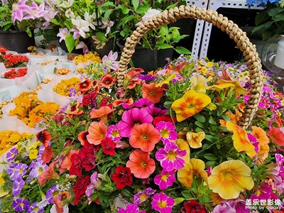 【我的五一】五一花市隨拍