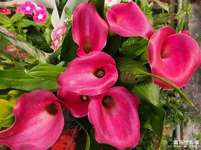 【我的五一】五一花市隨拍