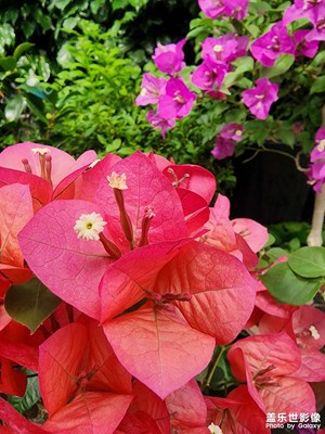 【我的五一】五一花市隨手拍