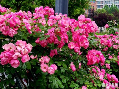 路邊的花