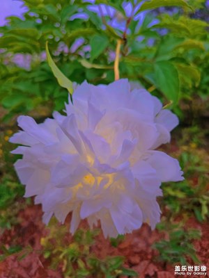 三星S23 Ultra拍攝「花語(yǔ)」