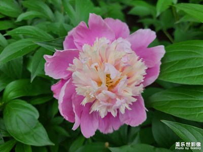 【初夏】公園里的花花草草