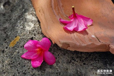 別來(lái)春半，觸目柔腸斷