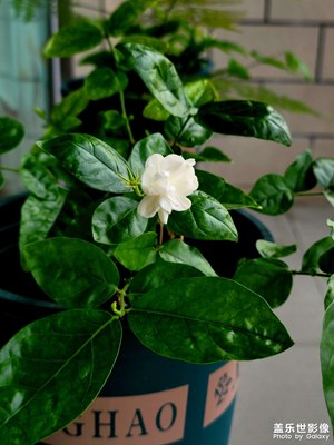 五月是春天的大齡兒童