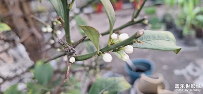 橘子花開呀開