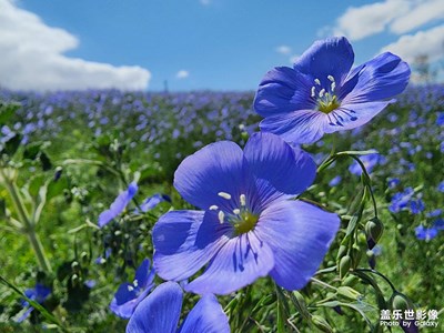 【陽光燦爛的日子】生機勃勃