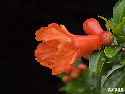 【用鏡頭講述】石榴花