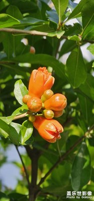 初夏，石榴花