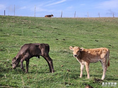 【用鏡頭講述】風吹草低見牛羊
