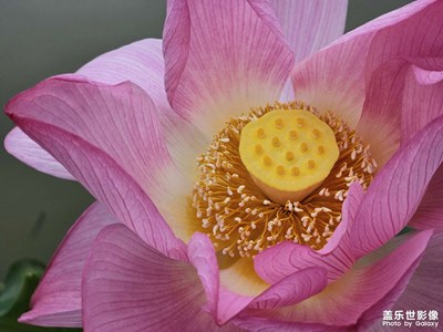 【泛著光的生活】六月荷花別樣紅